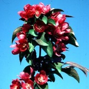 Malus c.v. 'Centzam'