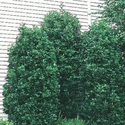 Rhamnus frangula 'Columnaris'
