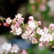 Malus  'Coralcole'
