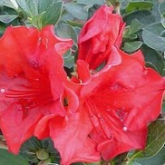 AZALEA 'CRIMSON GIRARD'