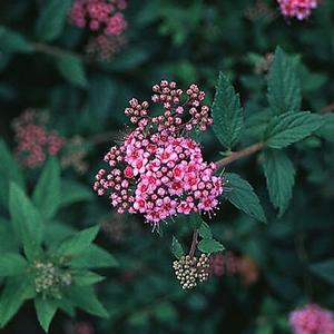 SPIRAEA 'DAPHNE'