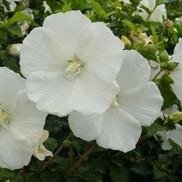 ALTHEA 'DIANA'