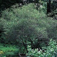 Rhamnus frangula 'Asplenifolia'