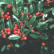 Ilex X attenuata 'Fosteri No. 2'