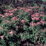 Spiraea X Bumalda 'Froebelii'