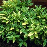 Aucuba japonica 'Variegata'