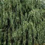 Salix alba 'Tristis'