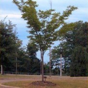 Zelkova serrata 'Green Vase'