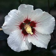 ALTHEA 'HELENE'