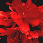 AZALEA 'HINODEGIRI KURUME'