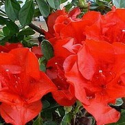 AZALEA 'HOT SHOT GIRARD'