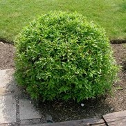Cornus racemosa 'Hurzam'