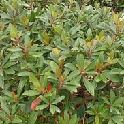 Ternstroemia gymnanthera 'Grevan'
