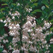 JAPANESE SNOWBELL