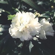 ALTHEA 'JEANNE D ARC'