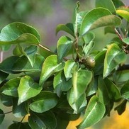 Pyrus fauriei 'Westwood'