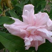 ALTHEA 'LADY STANLEY'