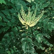Mahonia bealei