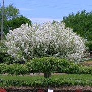 Malus  'Lollizam'