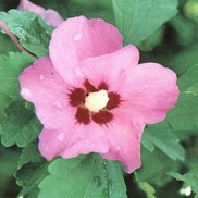 ALTHEA 'MINERVA'