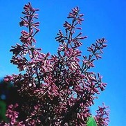 Syringa patula 'Miss Kim'