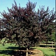 Prunus  'Frankthrees'