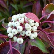 Cornus racemosa 'Muszam'