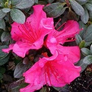AZALEA 'NATIONAL BEAUTY GIRARD'