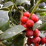 Ilex cornuta 'Needlepoint'