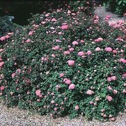 Spiraea x bumalda 'Norman'
