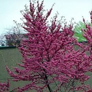 REDBUD 'OKLAHOMA'