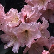AZALEA 'PINK GUMPO'