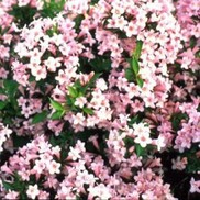 Weigela florida 'Pink Poppet'