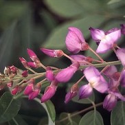 Wisteria sinensis 'Pink'