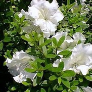 AZALEA 'PLEASANT GIRARD'