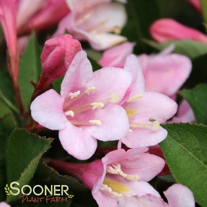 Weigela florida 'Polka'