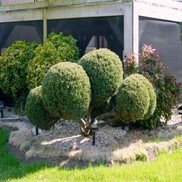JUNIPER 'POM POM HETZI'
