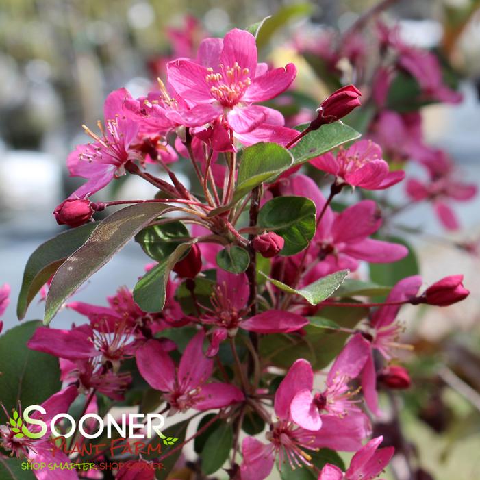 Malus  'Robinson'