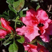 AZALEA 'ROSE GIRARD'