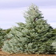 Juniperus scopulorum 'Welchi'