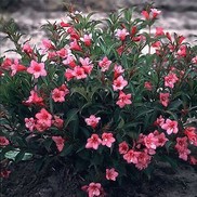 Weigela florida 'Rumba'