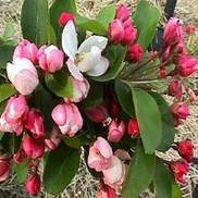 Malus  'Sargentii'