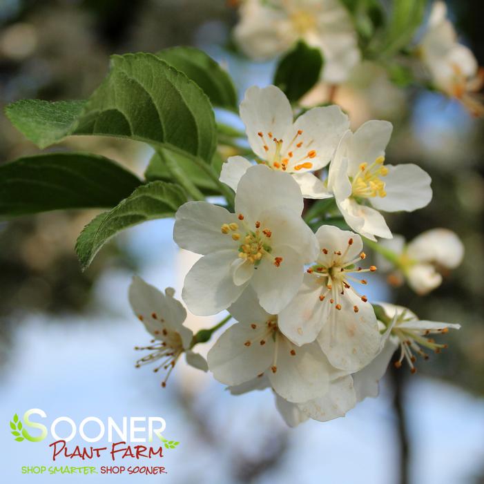 Malus sargentii 'Tina'