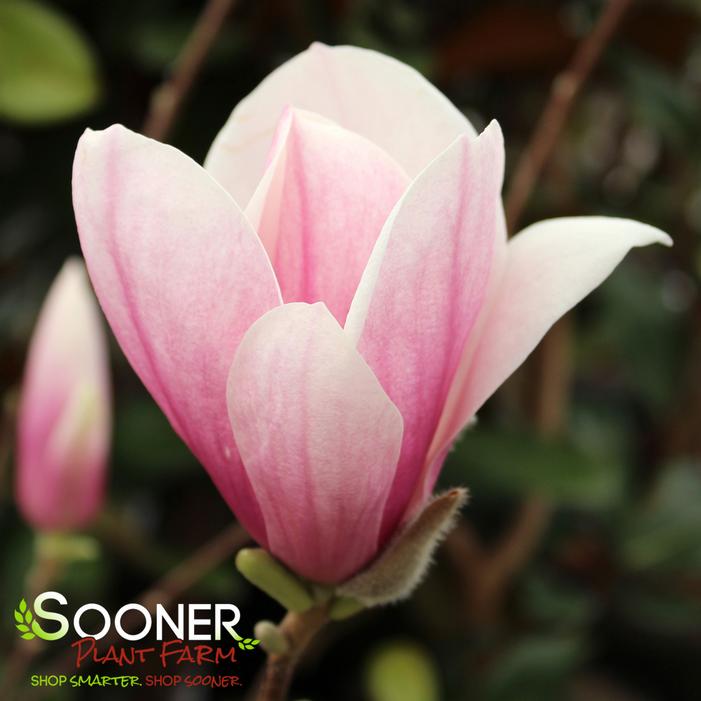 Magnolia x soulangiana