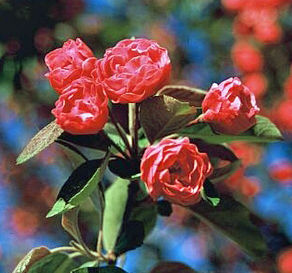 Malus  'Schrazam'