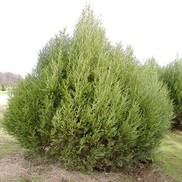 Juniperus scopulorum 'Cologreen'