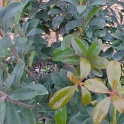 Ternstroemia gymnanthera 'Greyou'