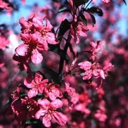 Malus  'Thunderchild'