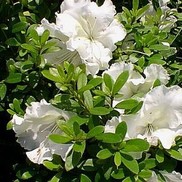 AZALEA 'WHITE GUMPO SATSUKI'