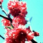 Prunus persica 'Cardinal'